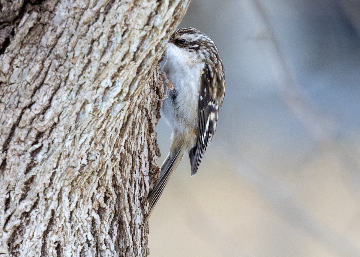 Brown Creeper - ML646424851