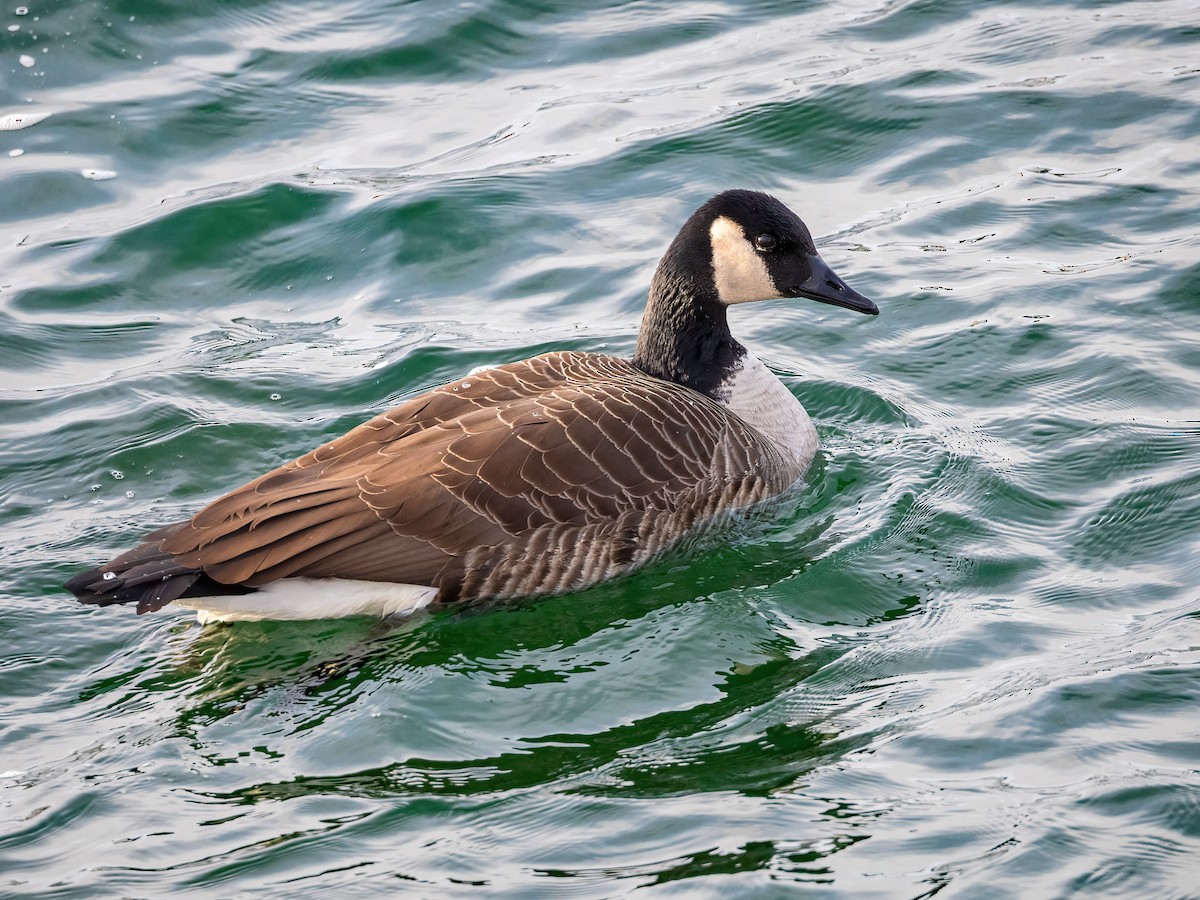 Barnacla Canadiense Grande - ML646424853