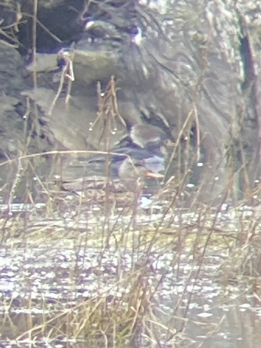 Ánade Friso - ML646424855