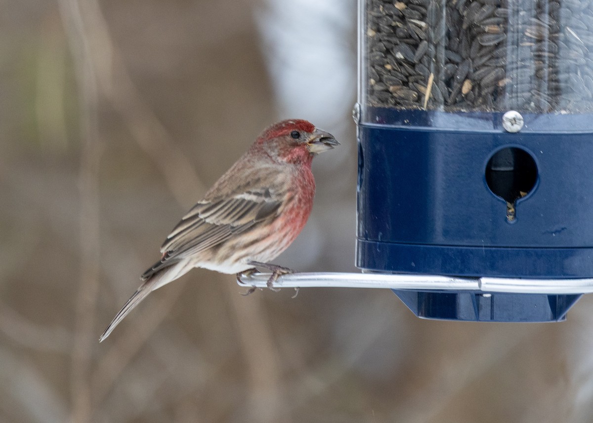 House Finch - ML646424857