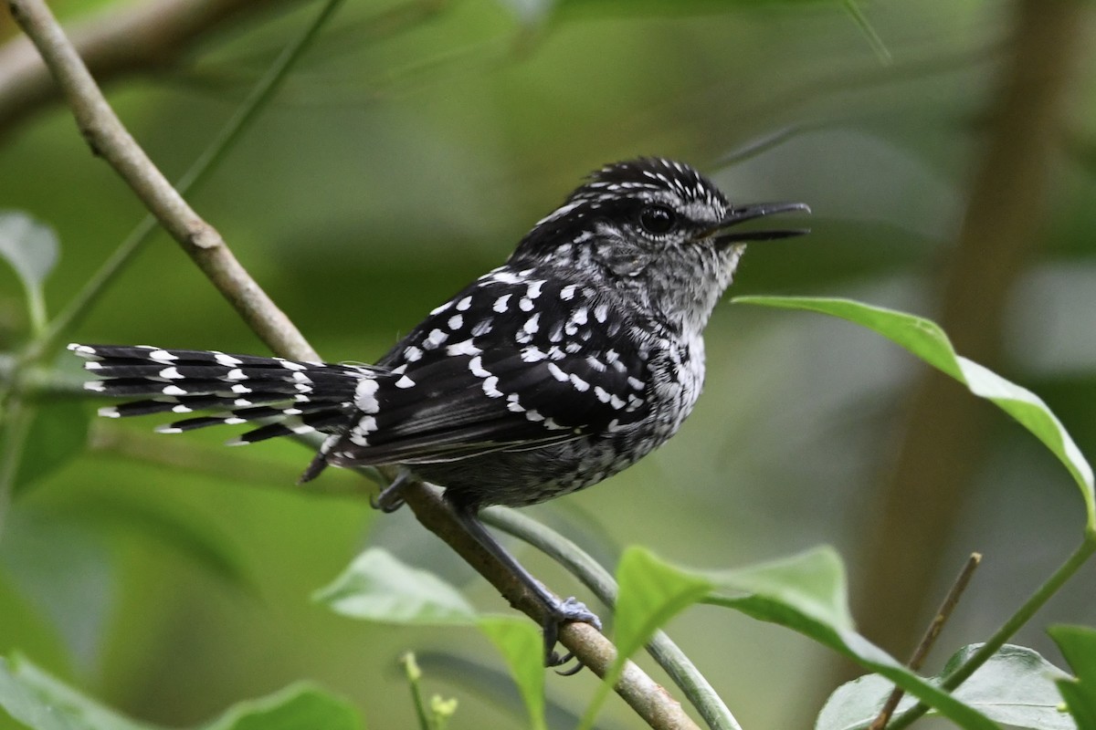Scaled Antbird - ML646424859
