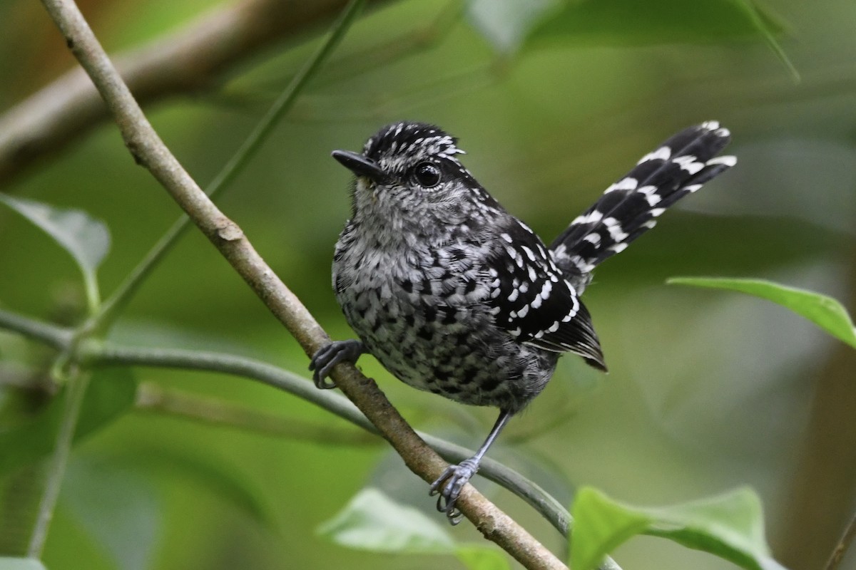 Scaled Antbird - ML646424860