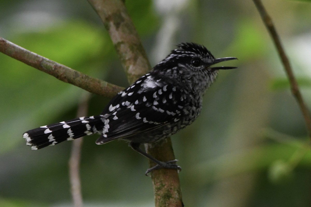 Scaled Antbird - ML646424861