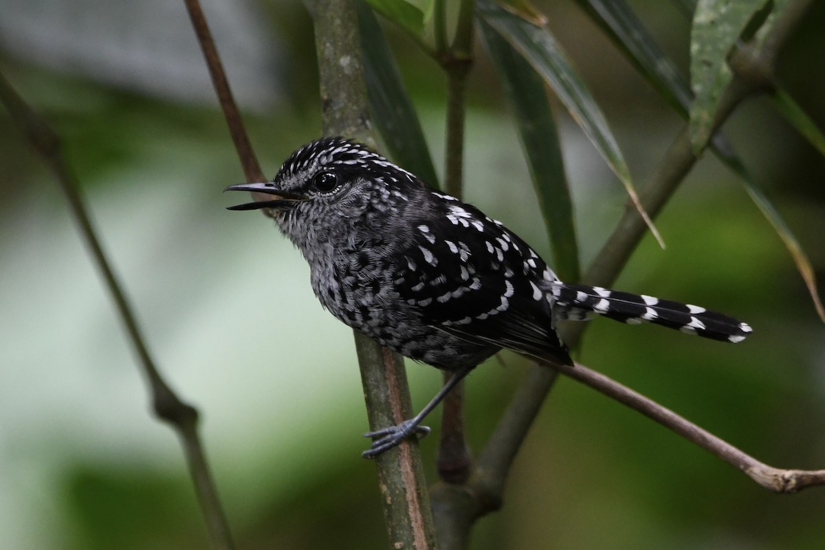 Scaled Antbird - ML646424862