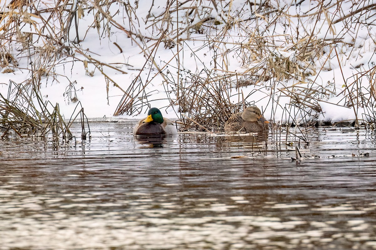 Mallard - ML646424863