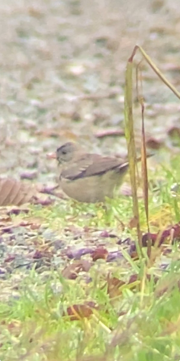 Dark-eyed Junco - ML646424864