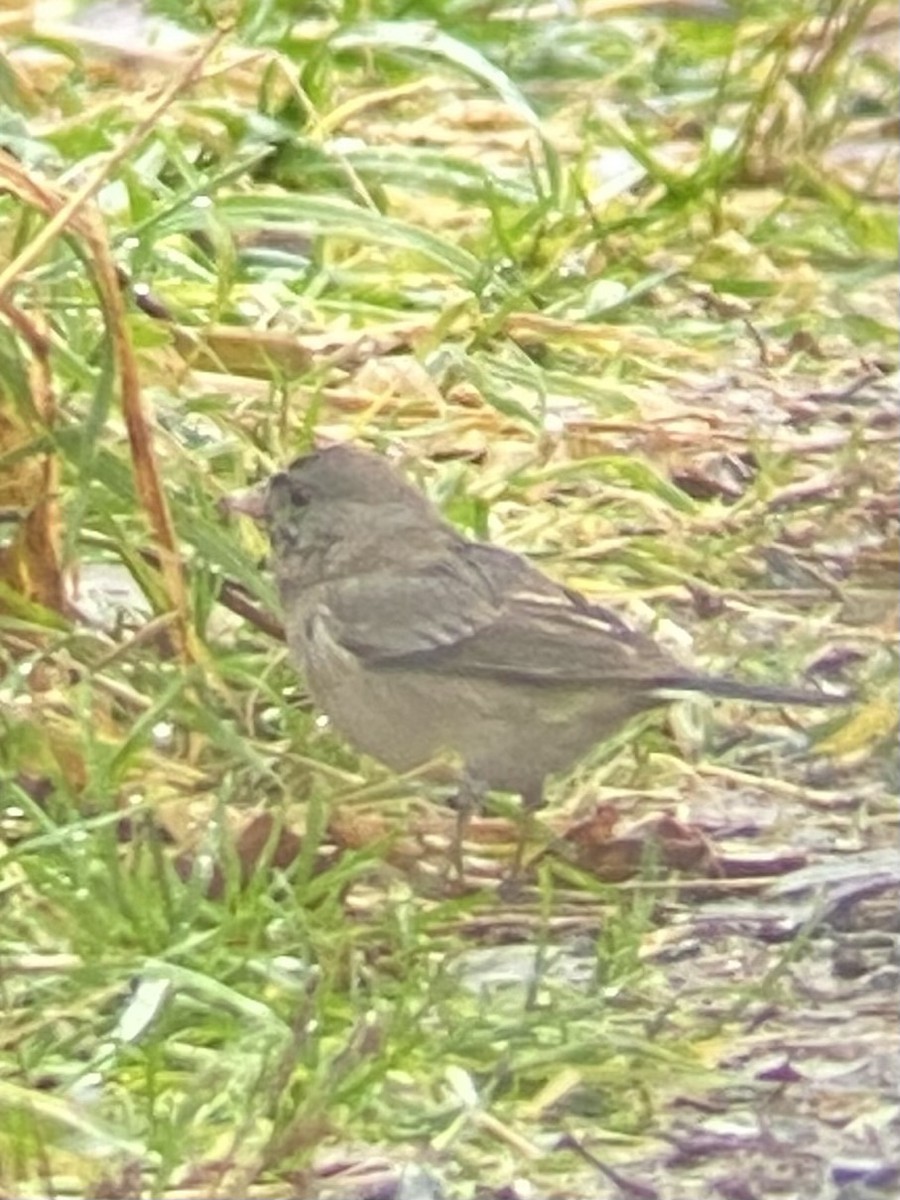 Dark-eyed Junco - ML646424865