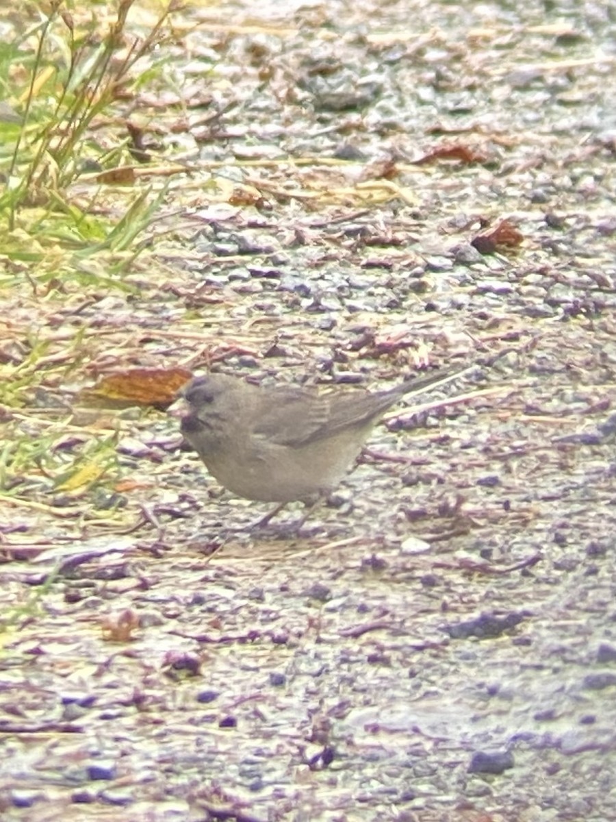Dark-eyed Junco - ML646424866