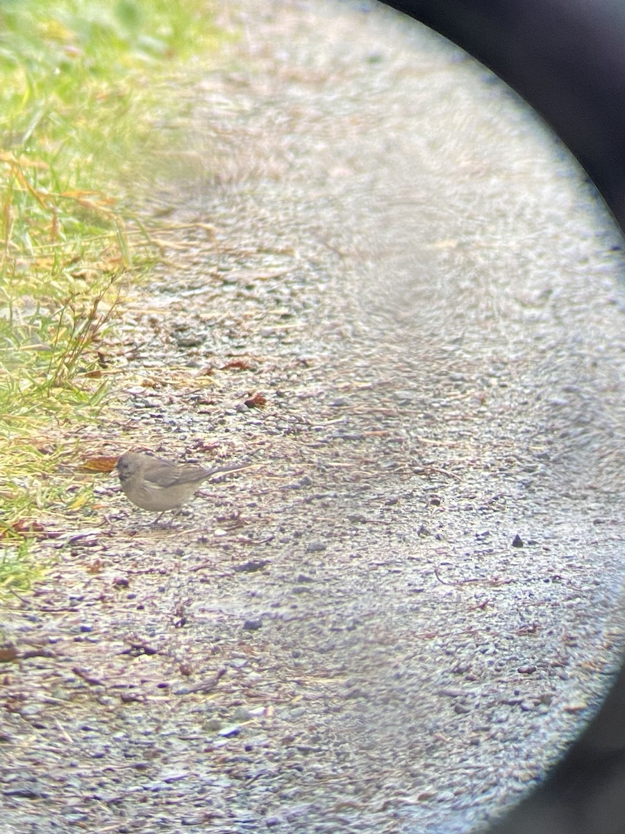 Dark-eyed Junco - ML646424867
