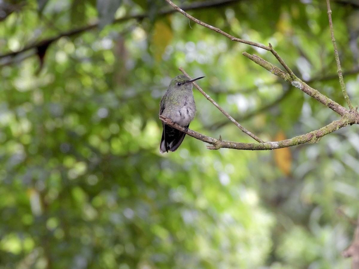 Scaly-breasted Hummingbird - ML646424868