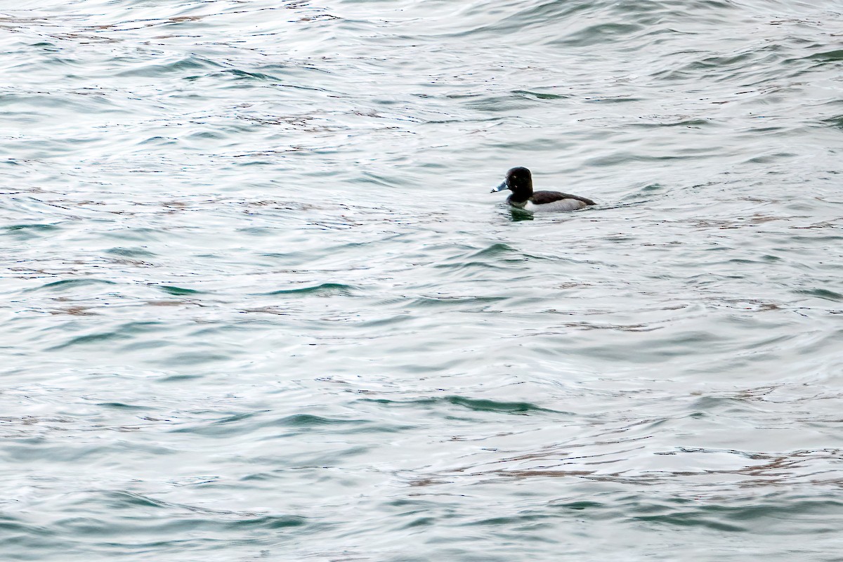 Ring-necked Duck - ML646424871