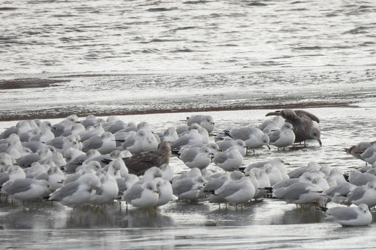 American Herring Gull - ML646424872