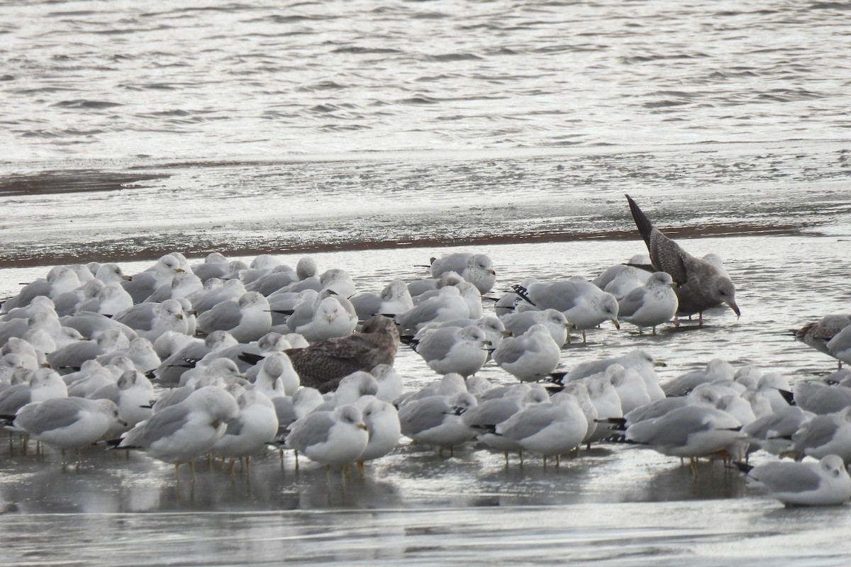 American Herring Gull - ML646424874