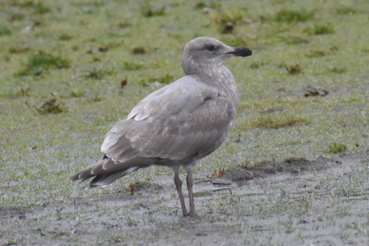 Möwe, unbestimmt - ML646424875