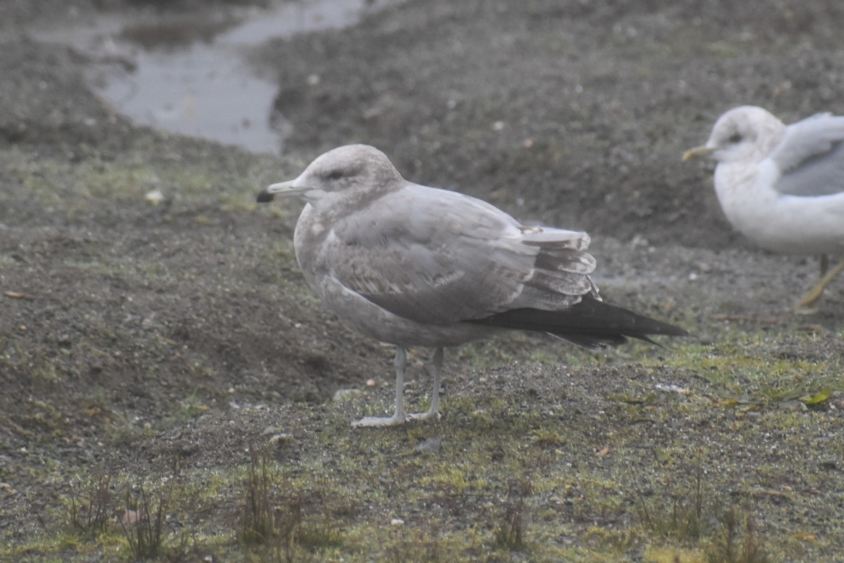 Möwe, unbestimmt - ML646424876