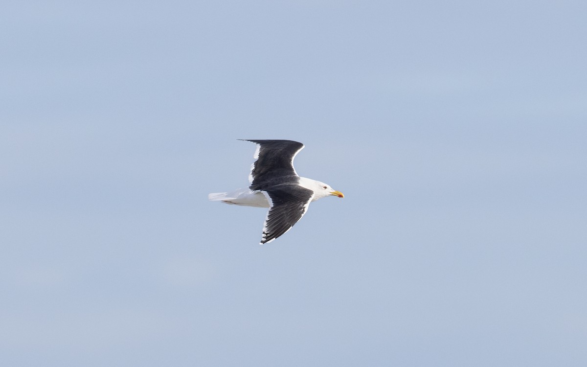 Great Black-backed Gull - ML646424877