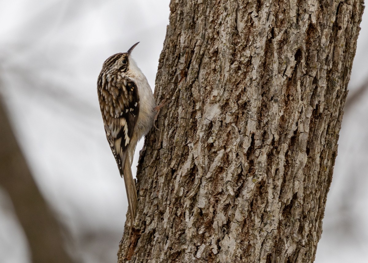 Brown Creeper - ML646424882