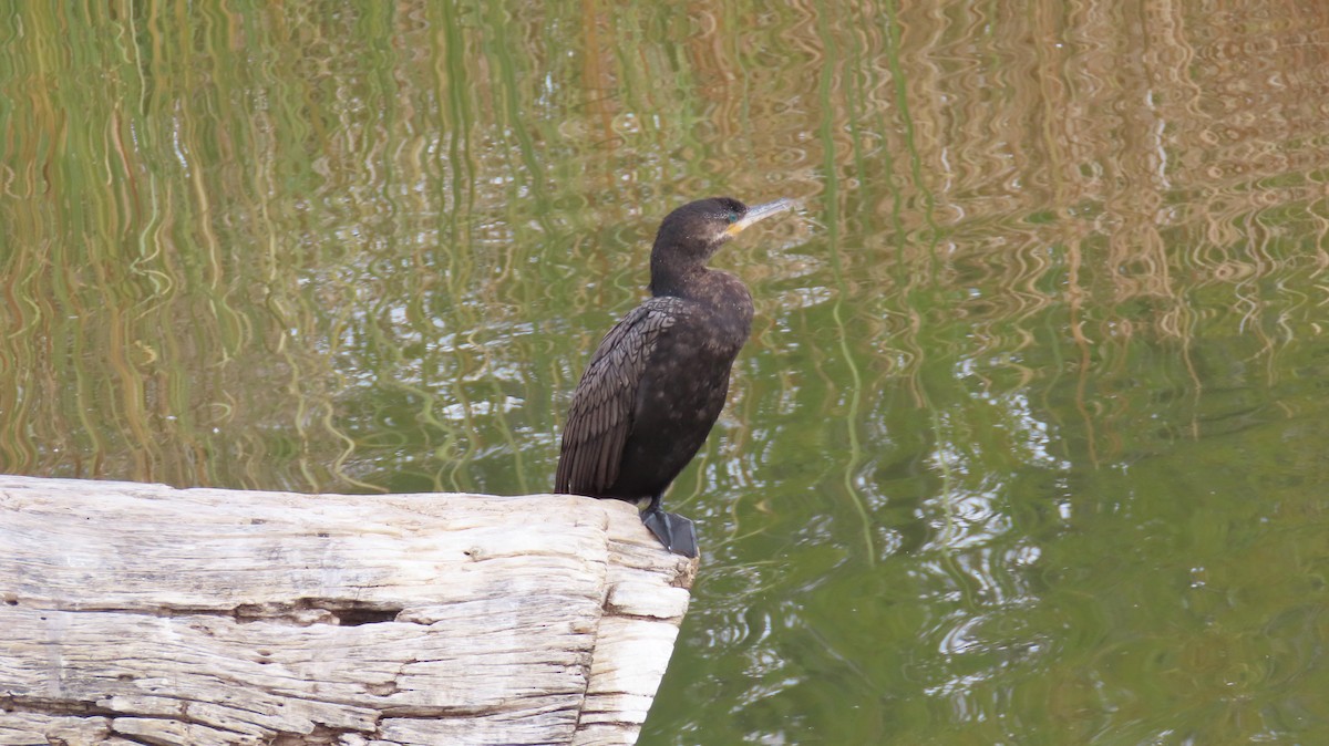 Neotropic Cormorant - ML646424883