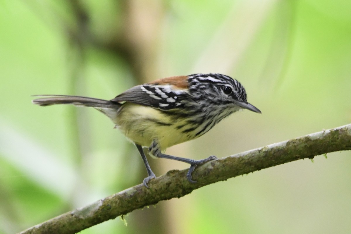 Streak-capped Antwren - ML646424884