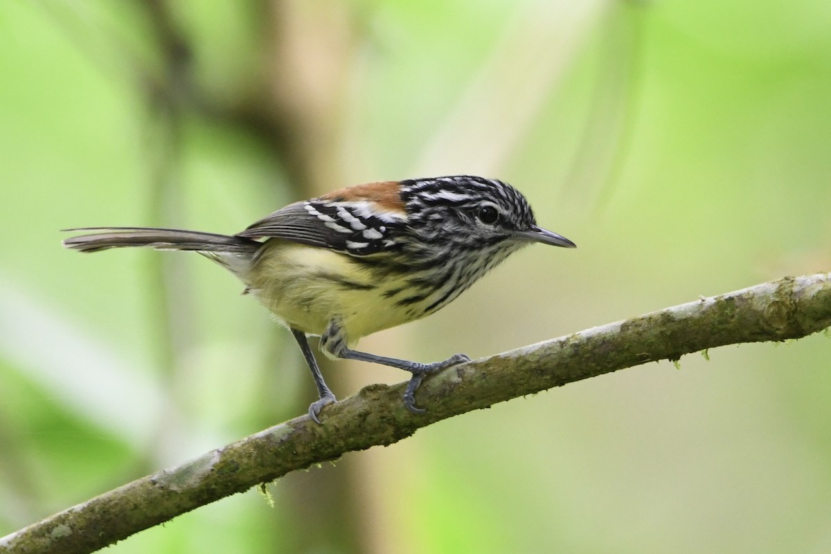 Streak-capped Antwren - ML646424885
