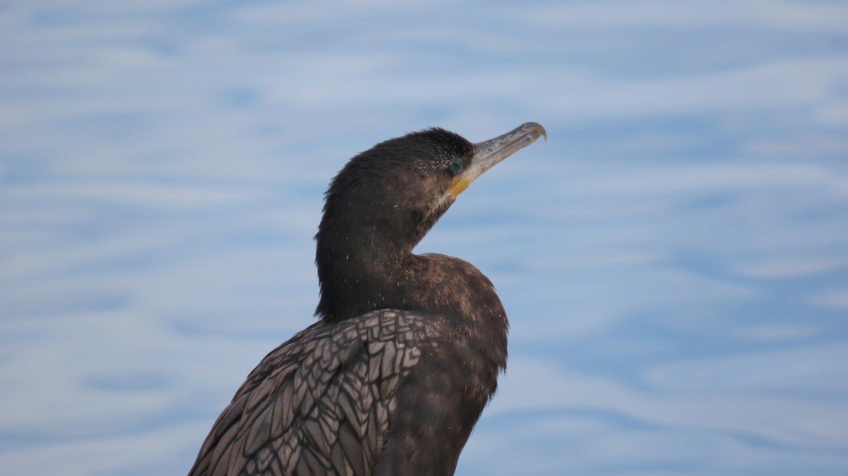 Neotropic Cormorant - ML646424886