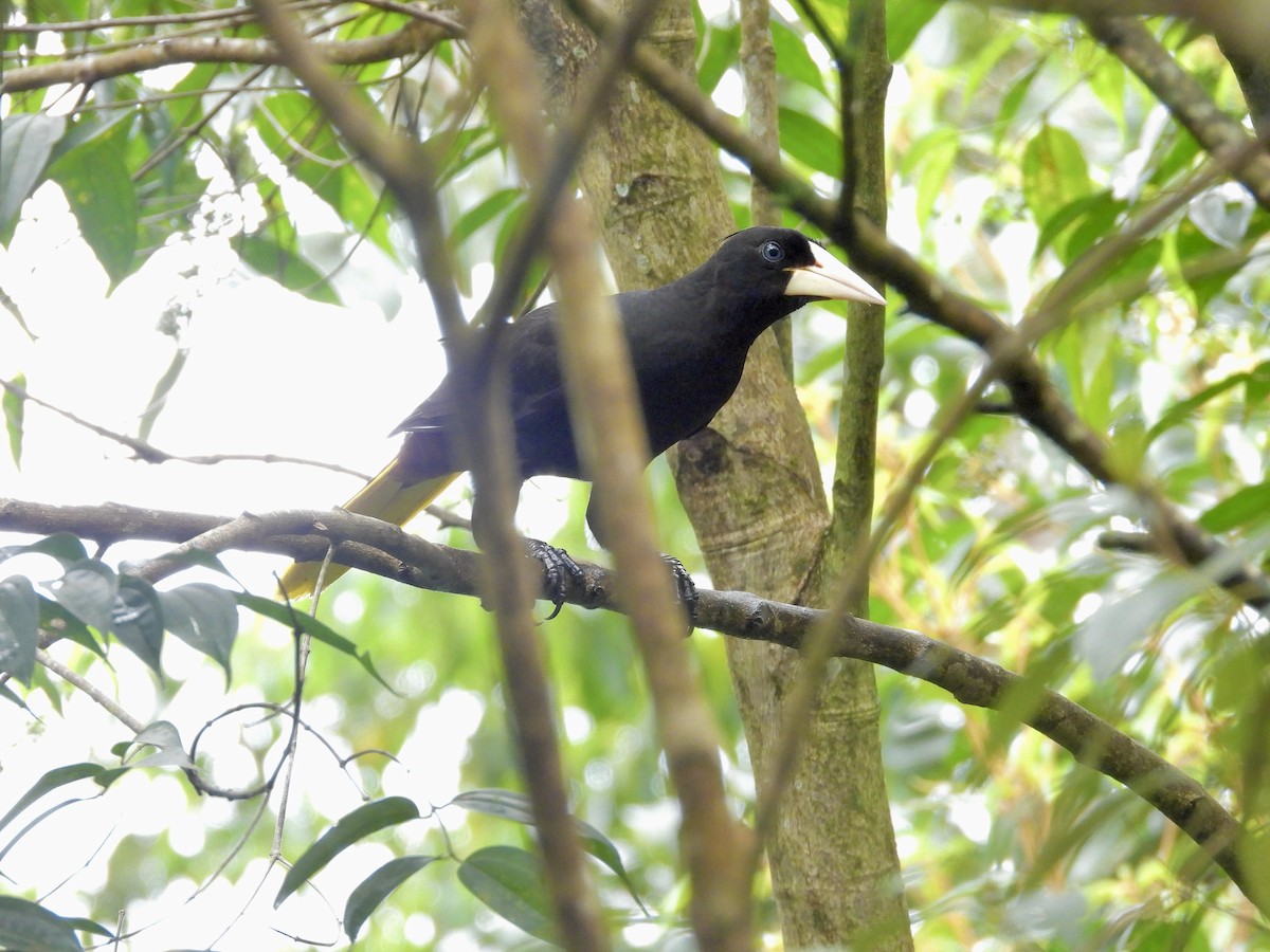 Crested Oropendola - ML646424892