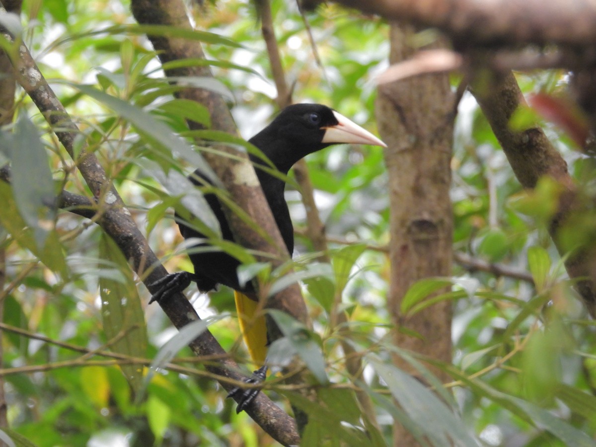 Crested Oropendola - ML646424895