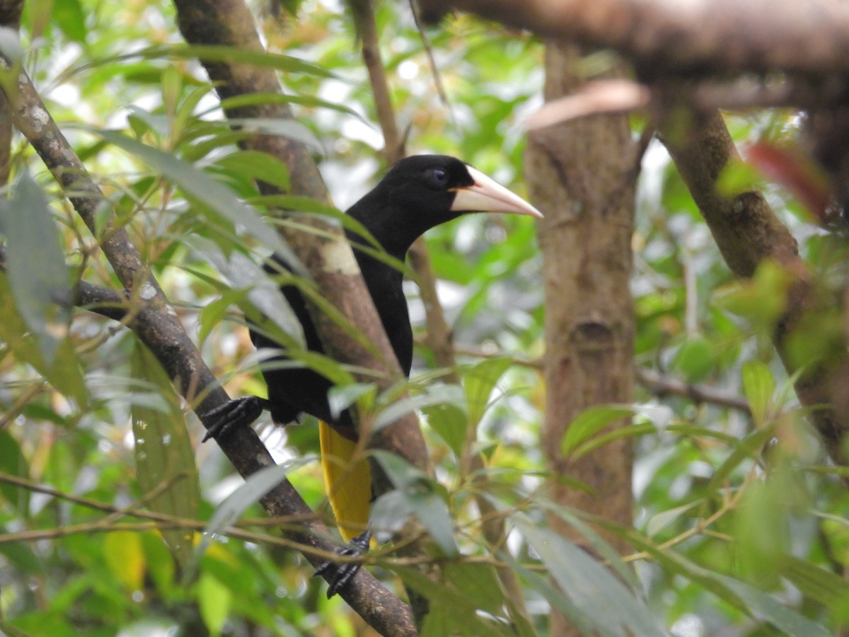 Crested Oropendola - ML646424896
