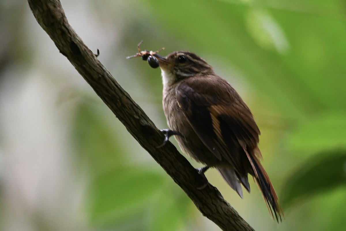 Atlantic Plain-Xenops - ML646424897