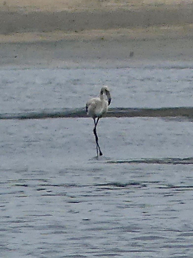 ヨーロッパフラミンゴ - ML646424898