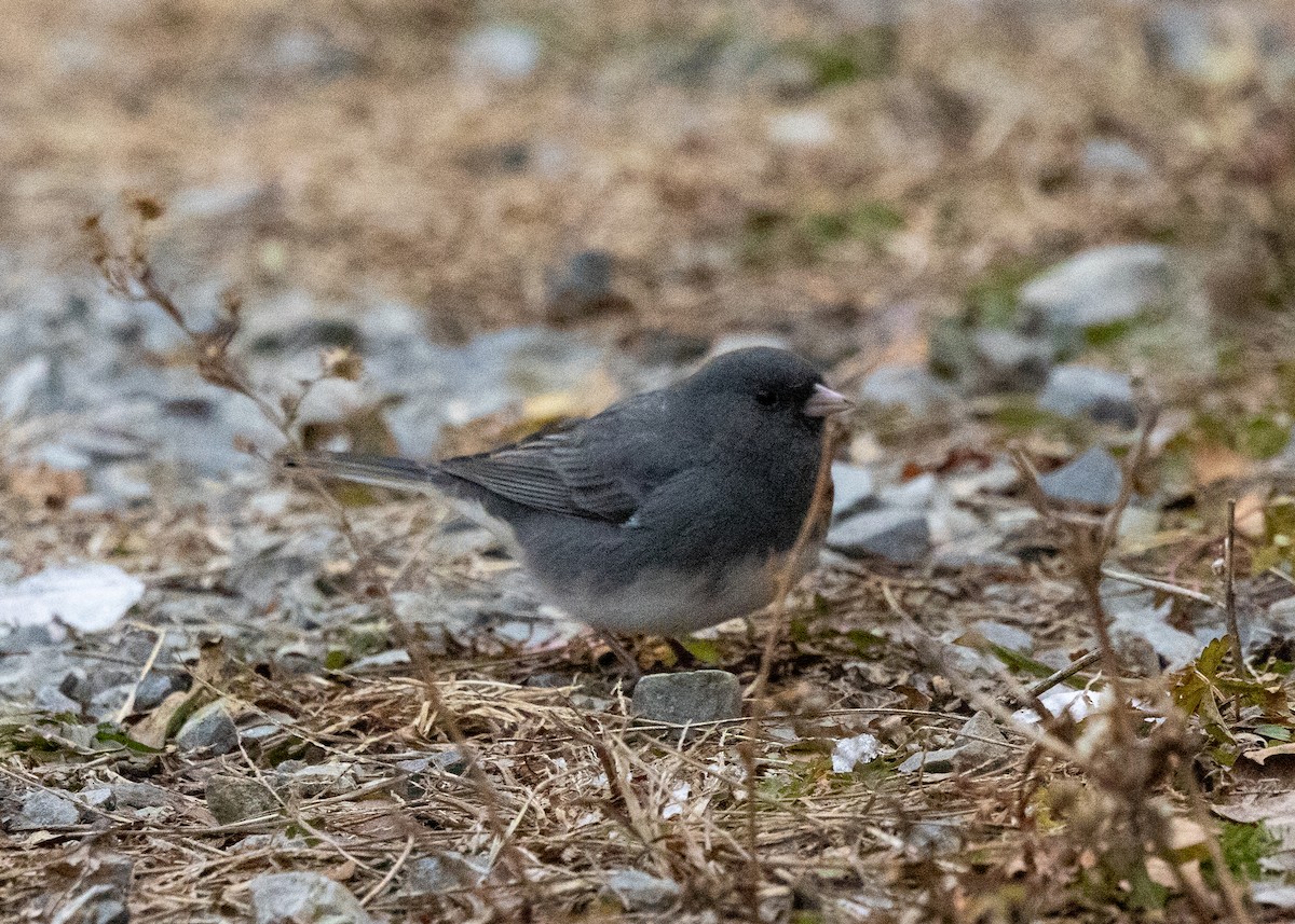 Dark-eyed Junco - ML646424899