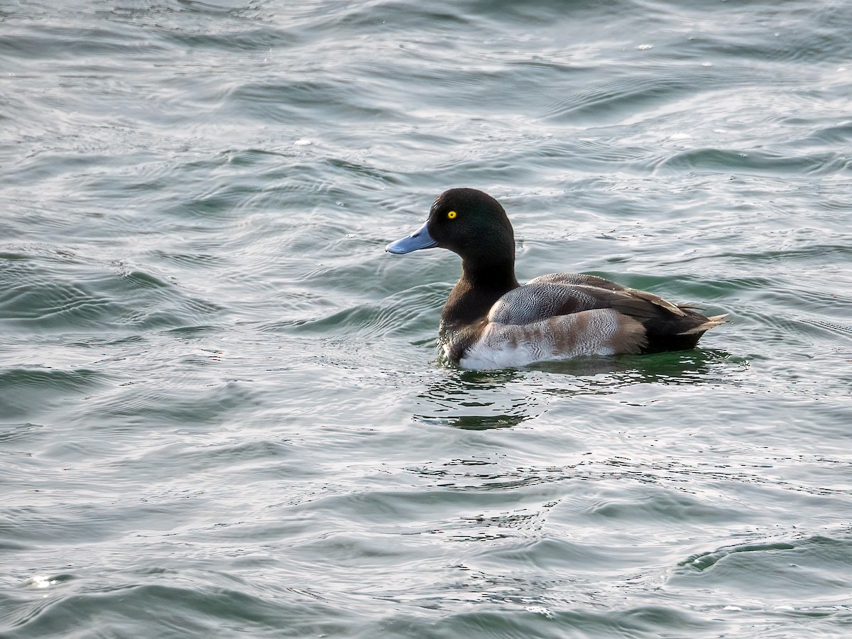Greater Scaup - ML646424900