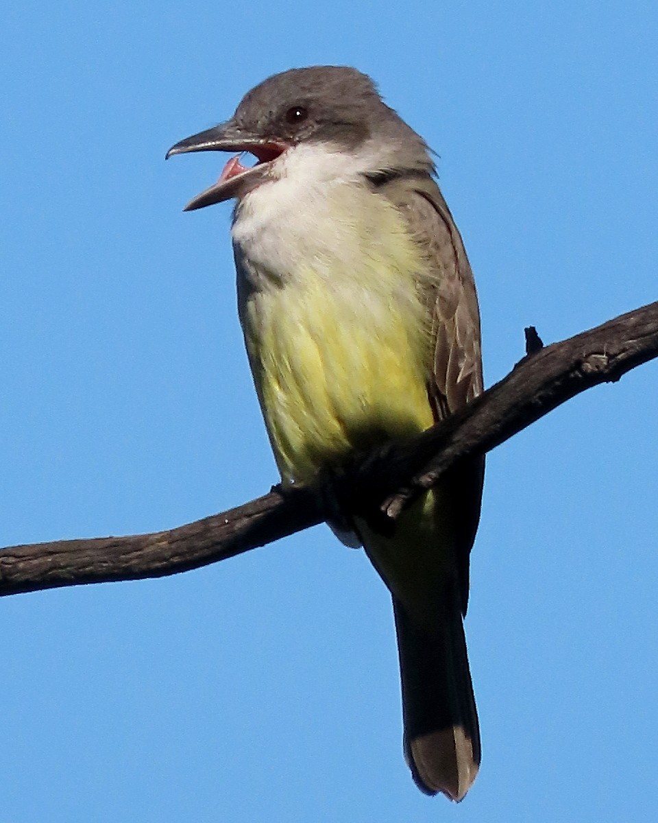 Thick-billed Kingbird - ML646424904