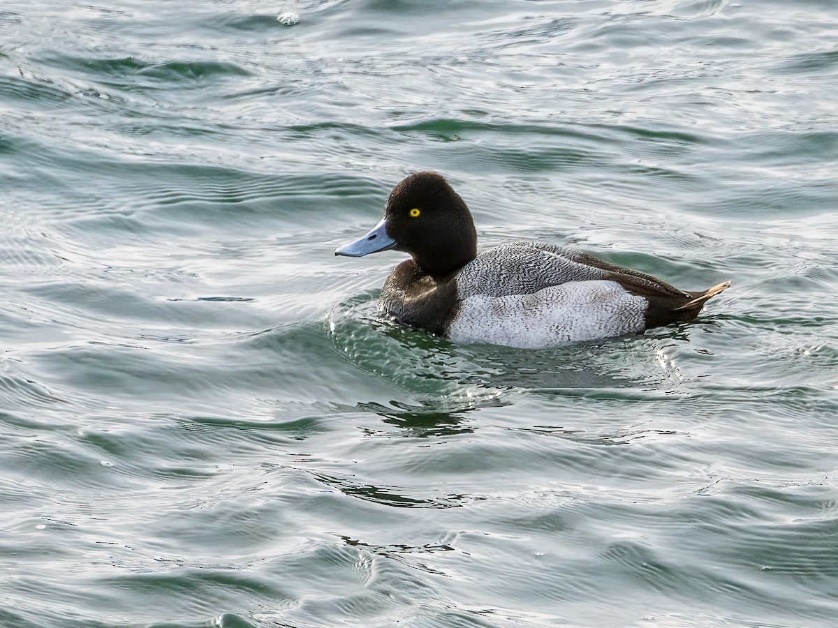 Lesser Scaup - ML646424905