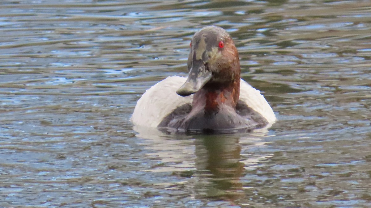 Murgilari bizkarzuria - ML646424906