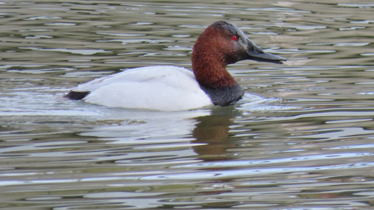 Murgilari bizkarzuria - ML646424907