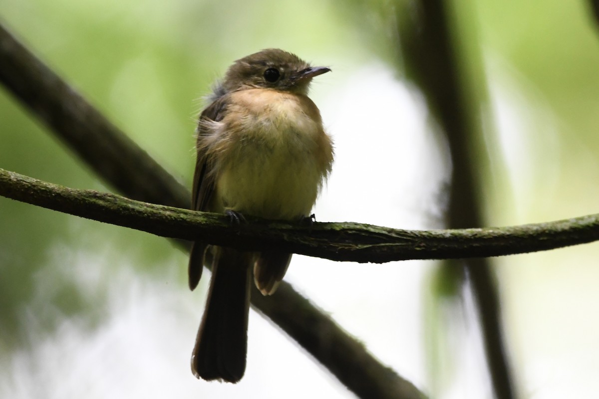Whiskered Flycatcher - ML646424908