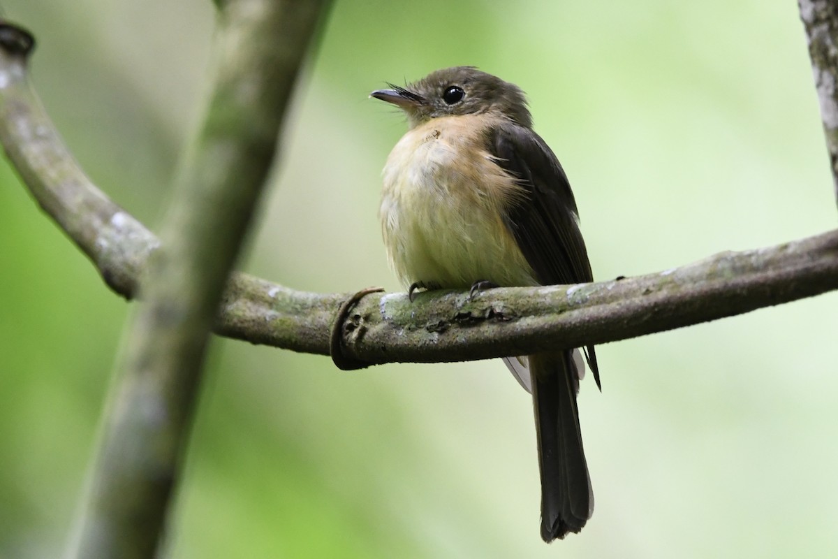 Whiskered Flycatcher - ML646424909