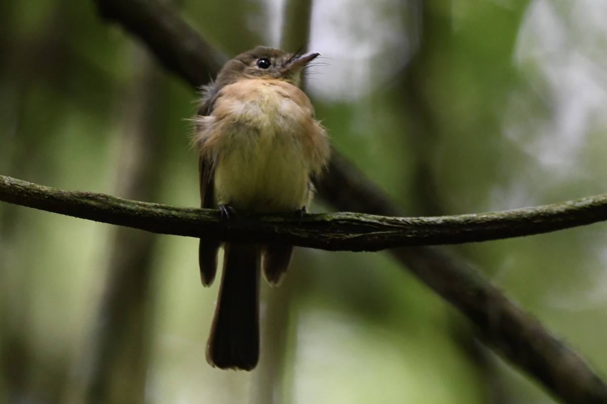 Whiskered Flycatcher - ML646424910