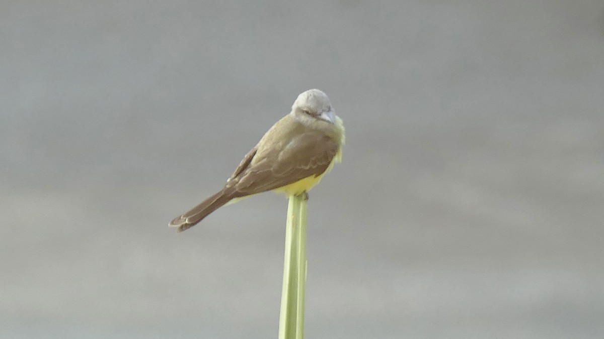 Tropical Kingbird - ML646424911