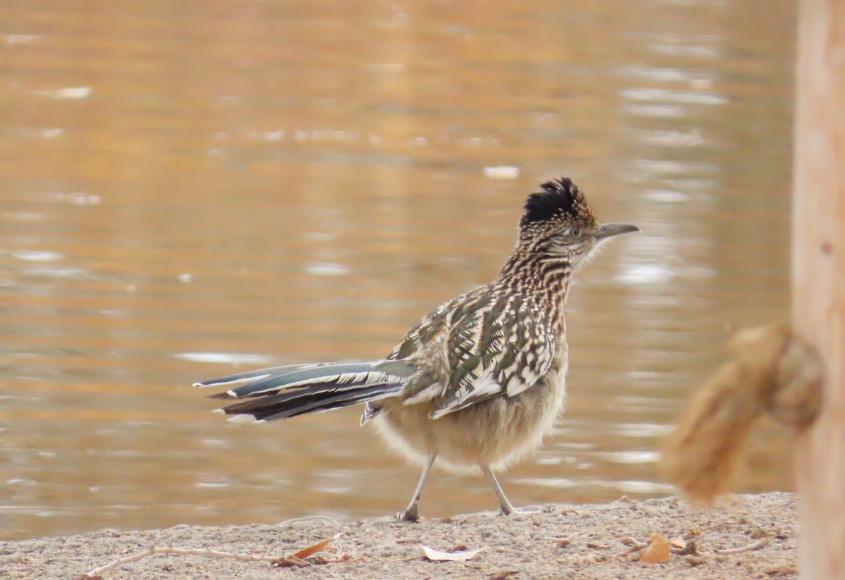 Greater Roadrunner - ML646424912