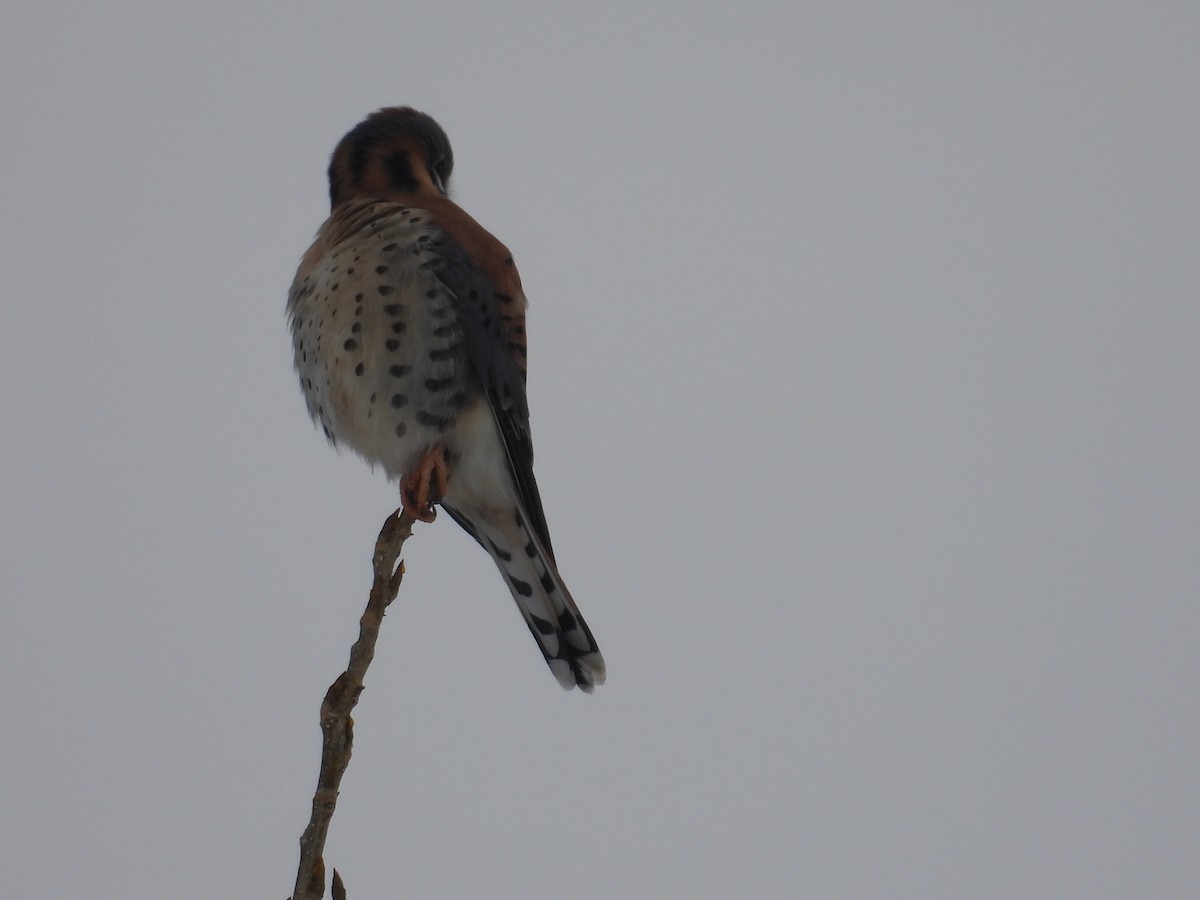 American Kestrel - ML646424914