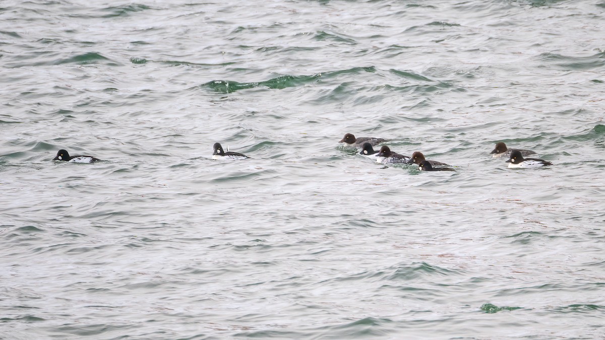 Common Goldeneye - ML646424916