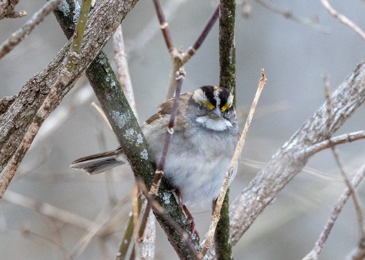 White-throated Sparrow - ML646424917