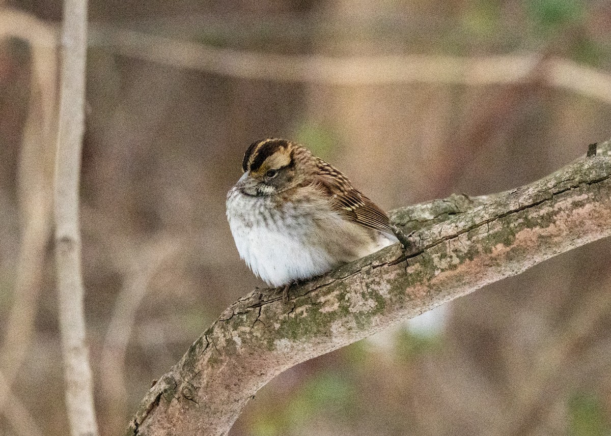 White-throated Sparrow - ML646424918