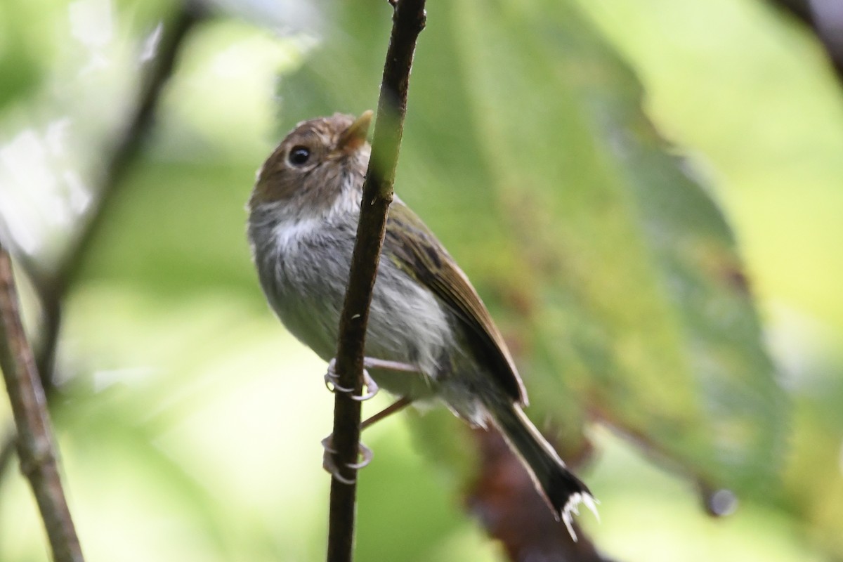 Fork-tailed Pygmy-Tyrant - ML646424921