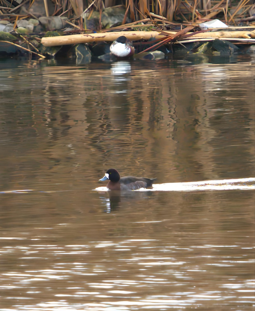 Lesser Scaup - ML646424922