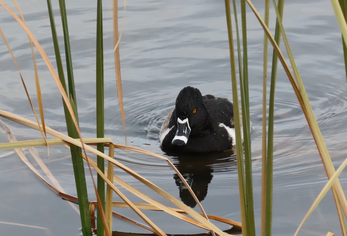 Ring-necked Duck - ML646424924
