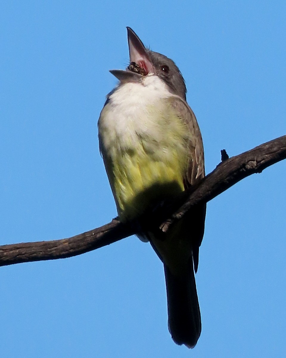Thick-billed Kingbird - ML646424925