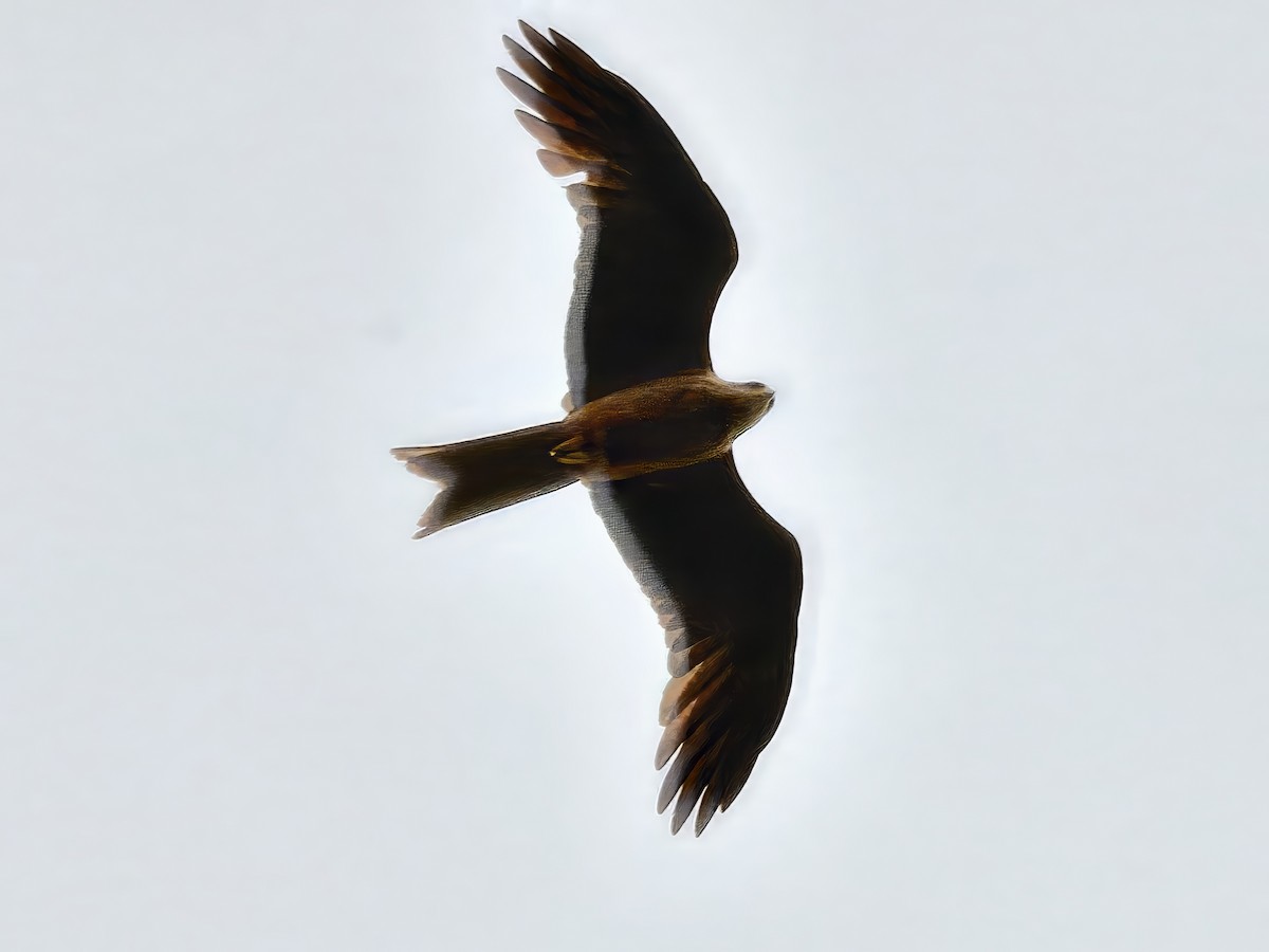 Black Kite (Black) - ML646424930